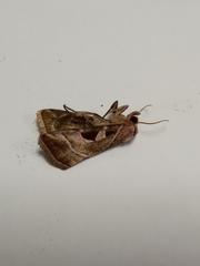 Eucarta virgo