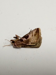 Eucarta virgo