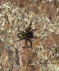 Amaurobius fenestralis