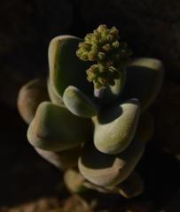 Crassula sericea