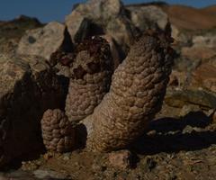 Larryleachia marlothii