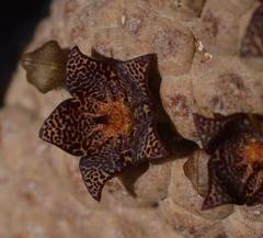 Larryleachia marlothii