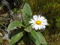 Celmisia verbascifolia