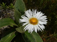 Celmisia verbascifolia