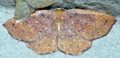 Apodrepanulatrix liberaria