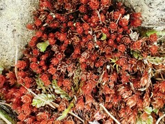 Ptychostomum pallens