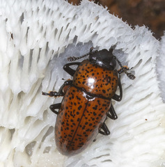 Pselaphacus nigropunctatus