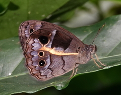 Posttaygetis penelea