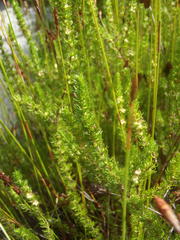 Cliffortia subsetacea