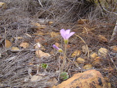 Oxalis truncatula
