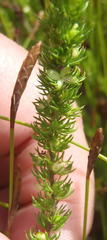 Cliffortia subsetacea