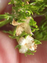Cliffortia subsetacea