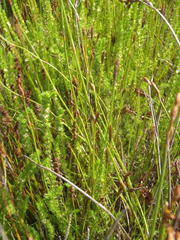 Cliffortia subsetacea