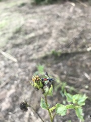 Cylindromyia intermedia