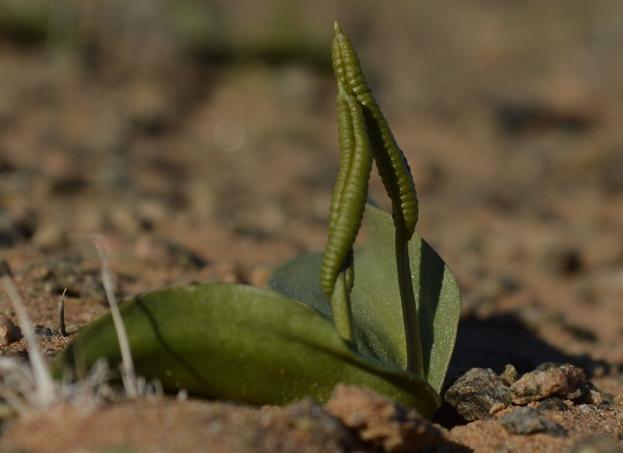 Ophioglossoideae