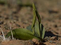 Ophioglossum polyphyllum