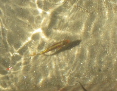 Notropis chiliticus