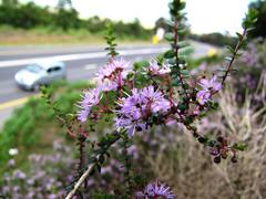 Agathosma orbicularis