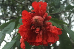Brownea ariza