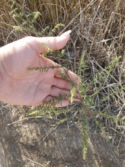 Artemisia arenaria
