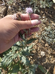 Cirsium arvense vestitum