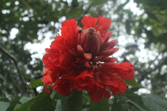 Brownea ariza