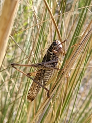 Decticus albifrons