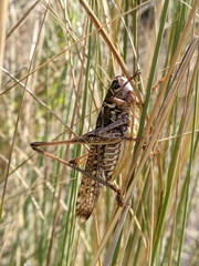 Decticus albifrons