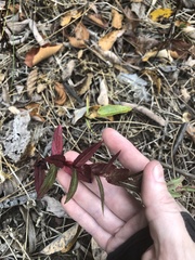 Epilobium ciliatum watsonii