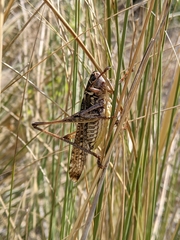 Decticus albifrons