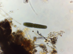 Tetmemorus brebissonii