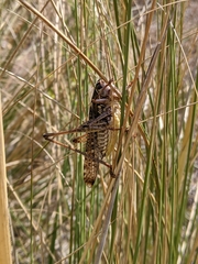 Decticus albifrons
