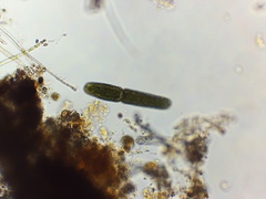 Tetmemorus brebissonii