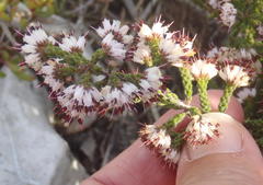 Erica labialis