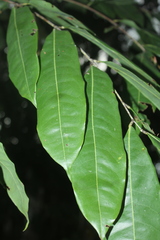 Brownea ariza