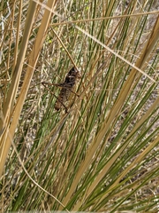 Decticus albifrons