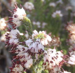 Erica labialis