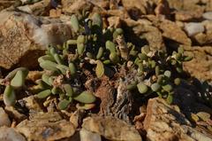 Portulacaria pygmaea