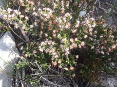 Erica labialis