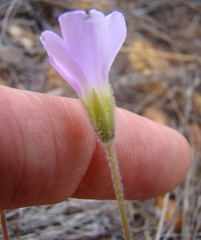 Oxalis truncatula