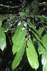 Brownea ariza