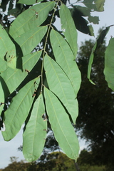 Brownea ariza