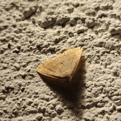 Zanclognatha lunalis