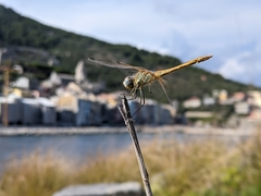 Sympetrum fonscolombii