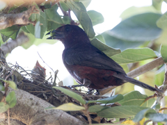 Ramphocelus carbo