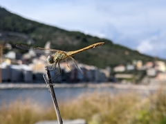 Sympetrum fonscolombii