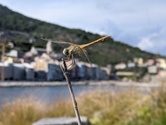 Sympetrum fonscolombii