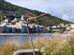 Sympetrum fonscolombii