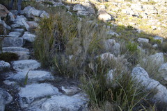 Pseudopentameris macrantha