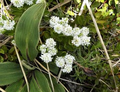 Veronica treadwellii